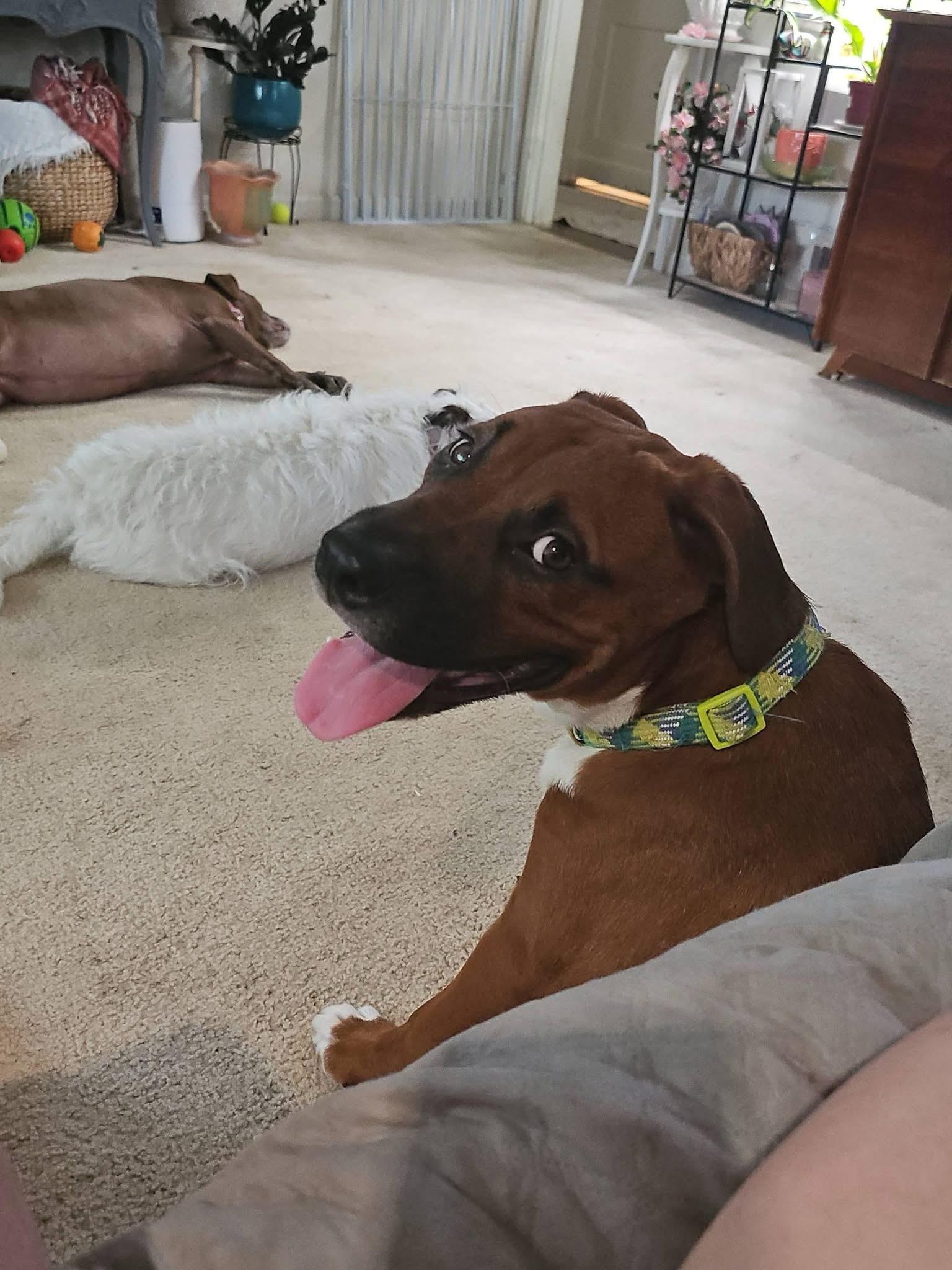 Enlarge Ember, a Adoptable mixed breed in Buffalo, NY image 2/3
