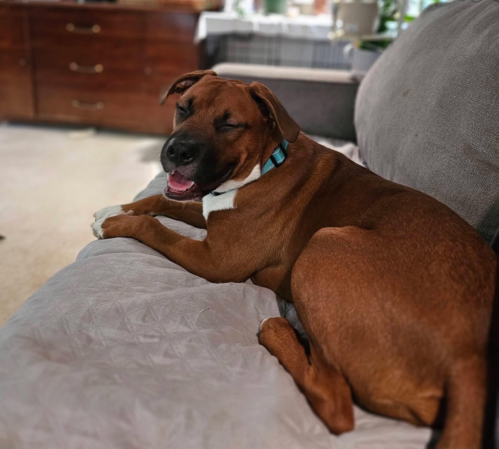 Enlarge Ember, a Adoptable mixed breed in Buffalo, NY image 3/3