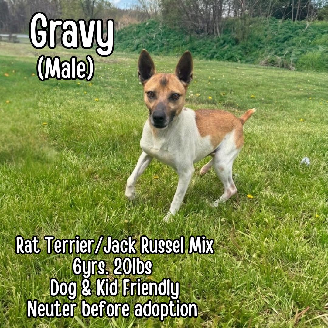 Gravy , ADOPTABLE, Adult Male Rat Terrier & Jack Russell Terrier.