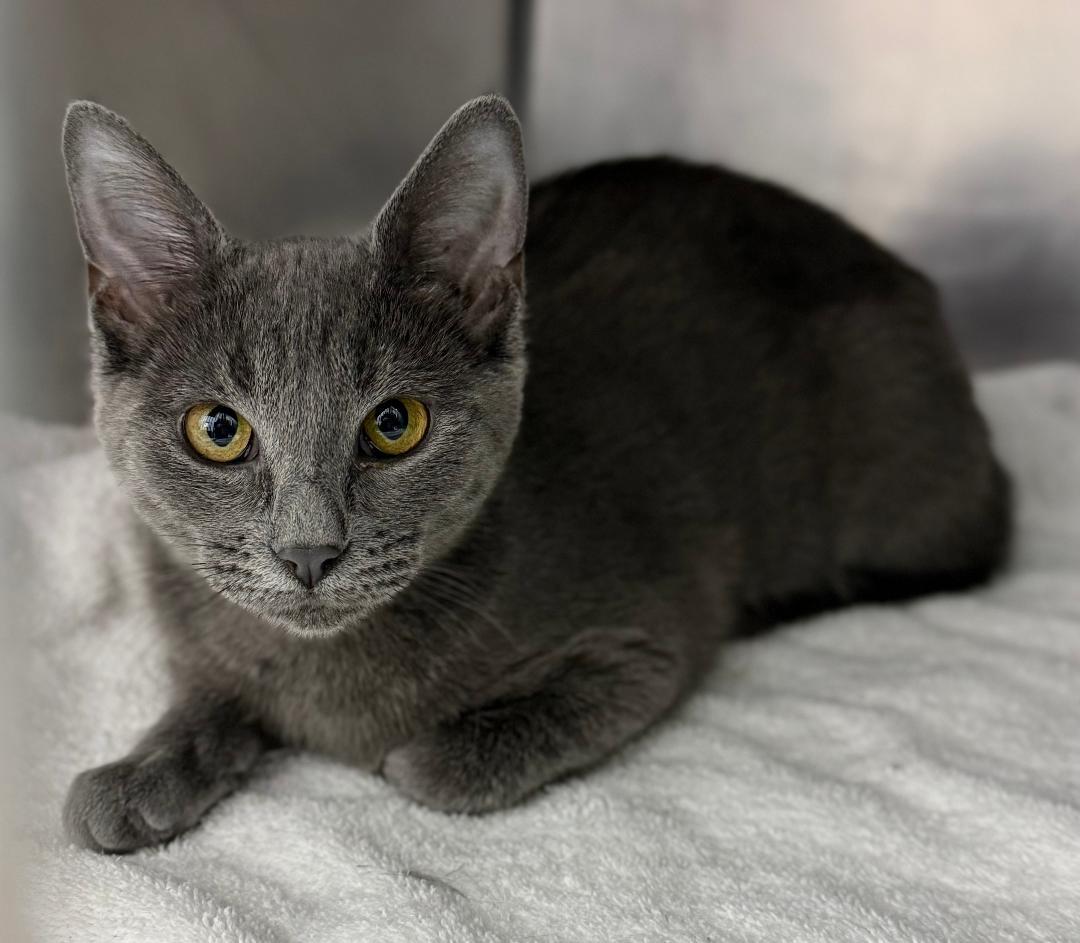 Joceyln, ADOPTABLE, Young Female Domestic Short Hair.