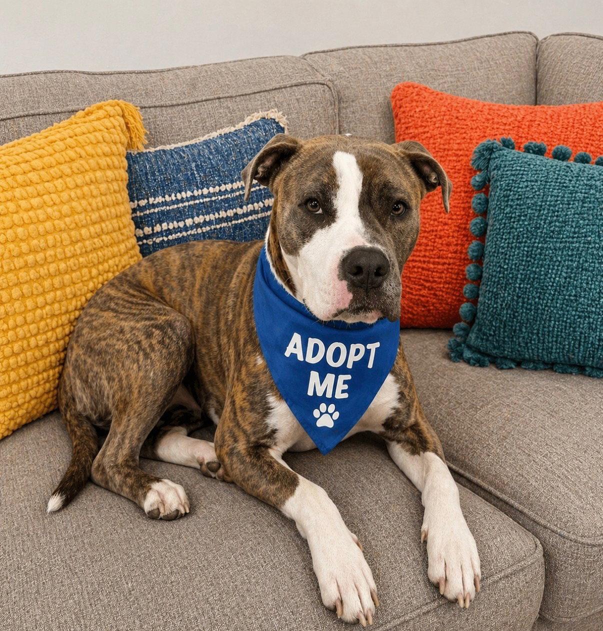 Rocket, Adoptable, Adult Male Boxer.