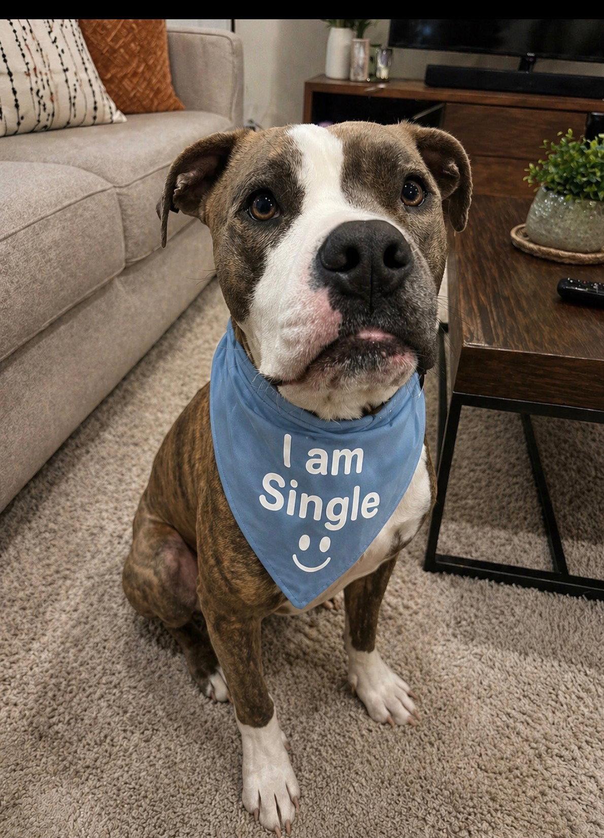 Rocket, a Adoptable Boxer in Euless, TX image 2/3