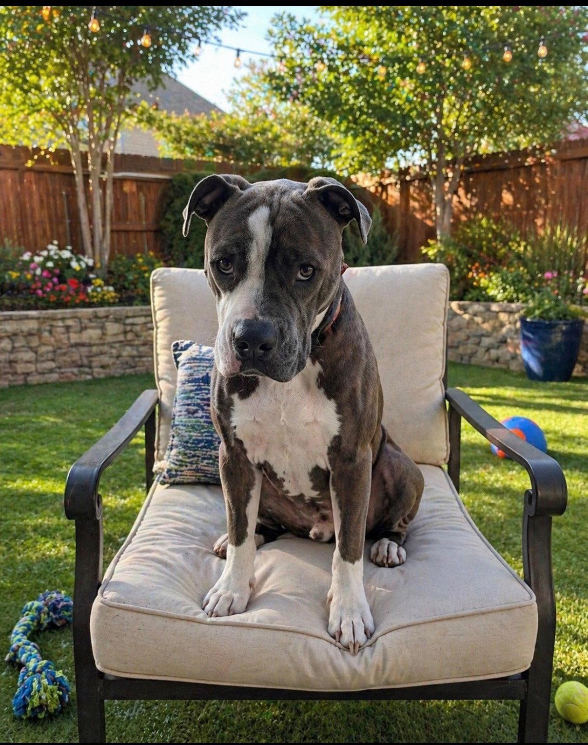 Rocket, a Adoptable Boxer in Euless, TX image 3/3