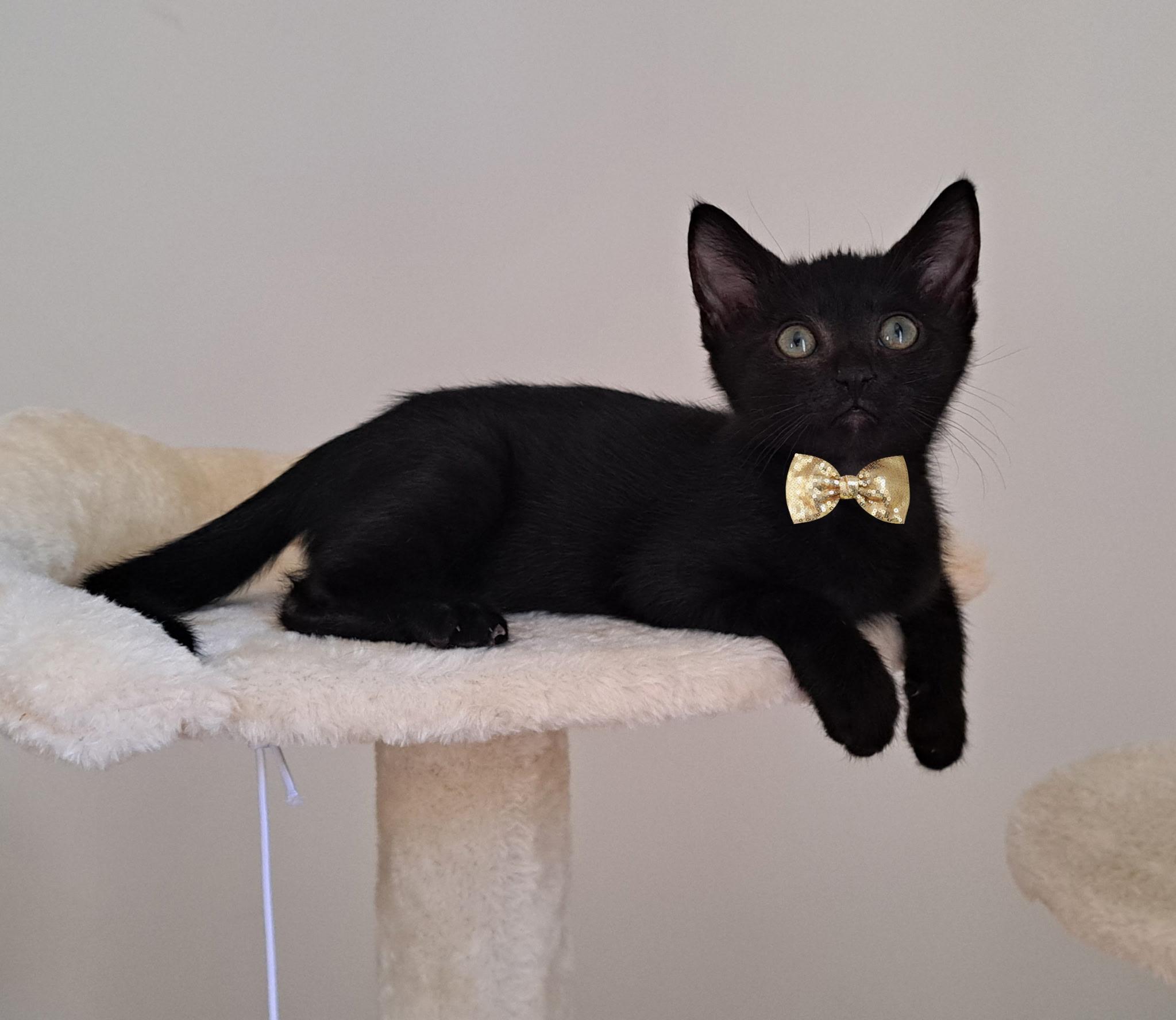 Enlarge Morty & Abigail, a ADOPTABLE Domestic Short Hair in Los Angeles, CA image 6/6