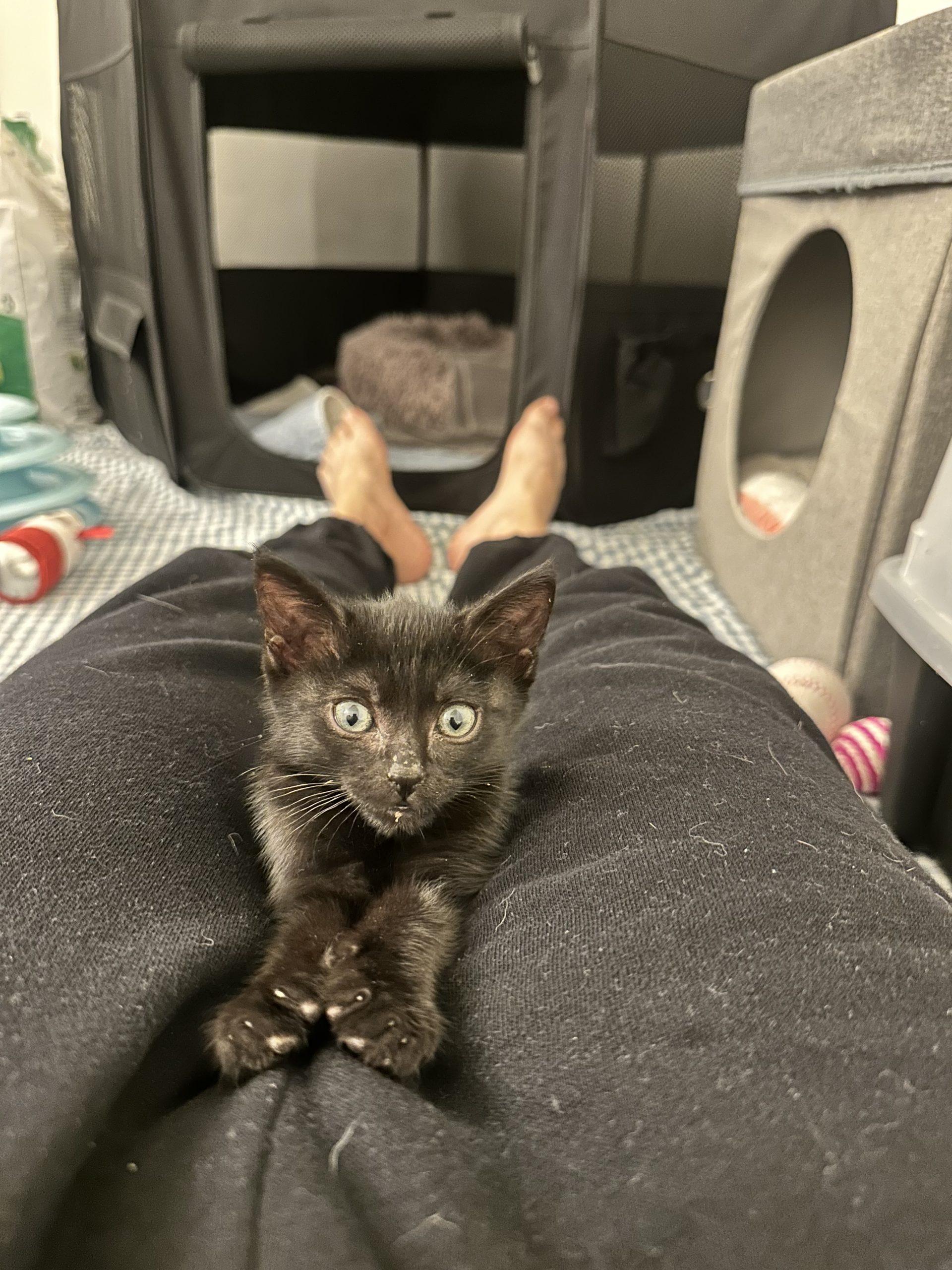 Morty, a ADOPTABLE Domestic Short Hair in Los Angeles, CA image 5/5