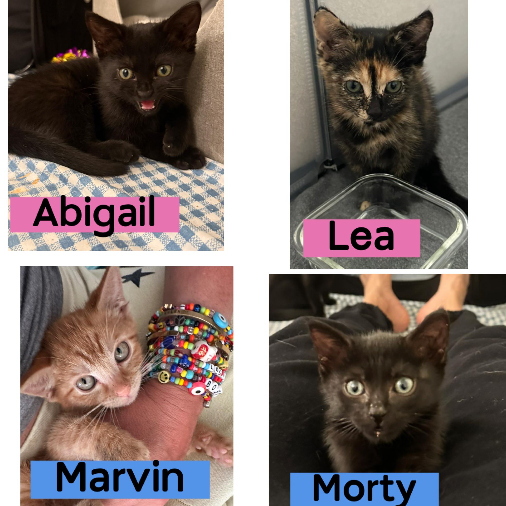 Morty & Abigail, ADOPTABLE, Kitten Male Domestic Short Hair.
