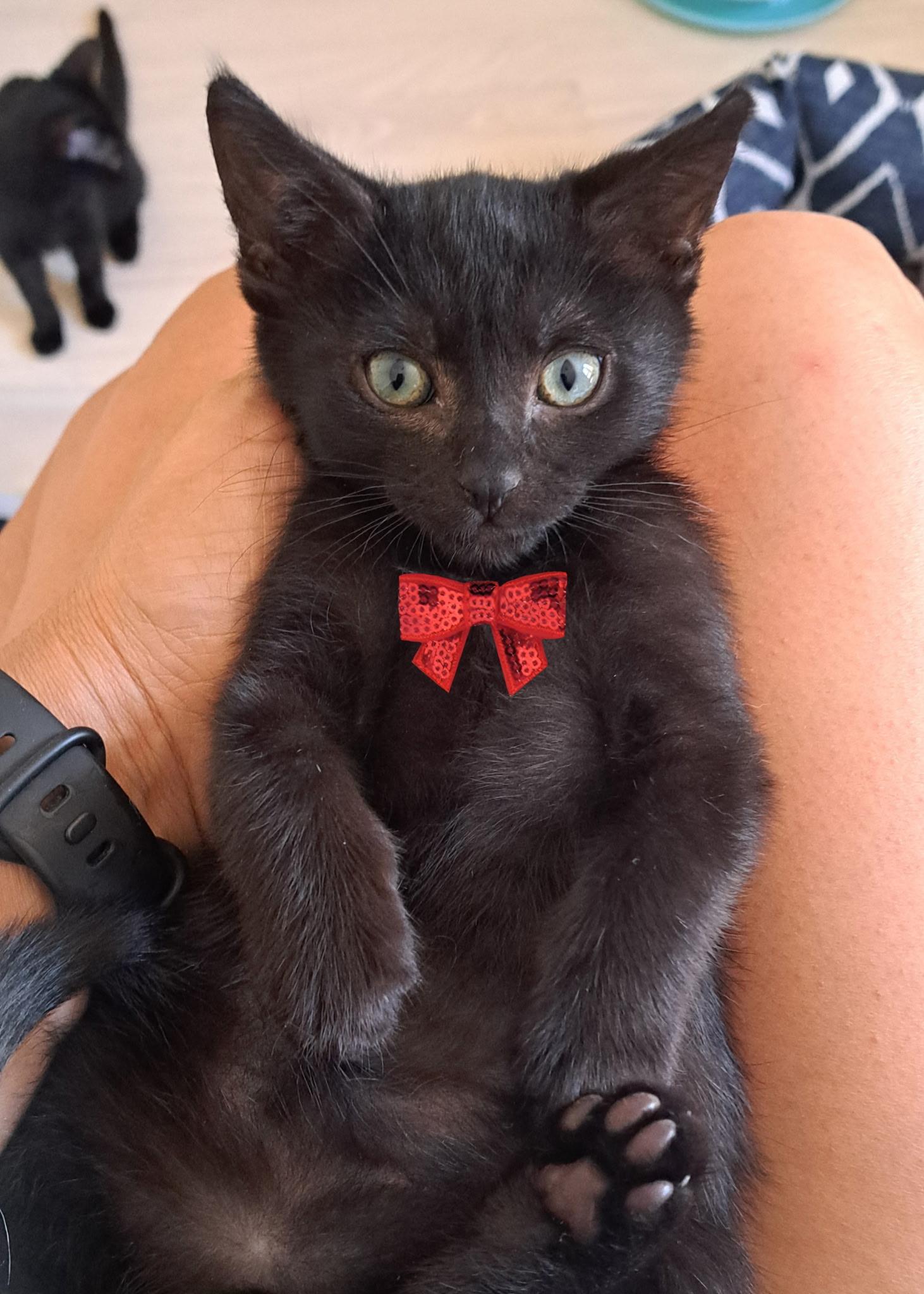 Enlarge Morty & Abigail, a ADOPTABLE Domestic Short Hair in Los Angeles, CA image 5/6