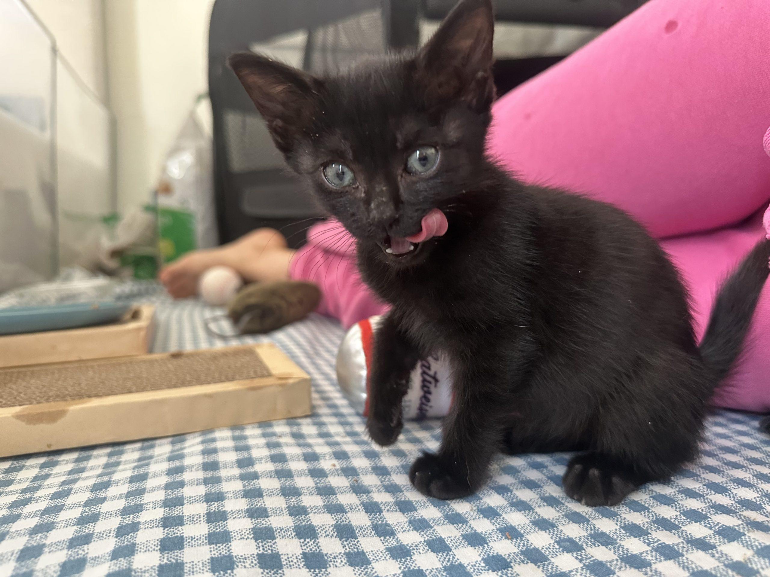 Morty, a ADOPTABLE Domestic Short Hair in Los Angeles, CA image 3/5