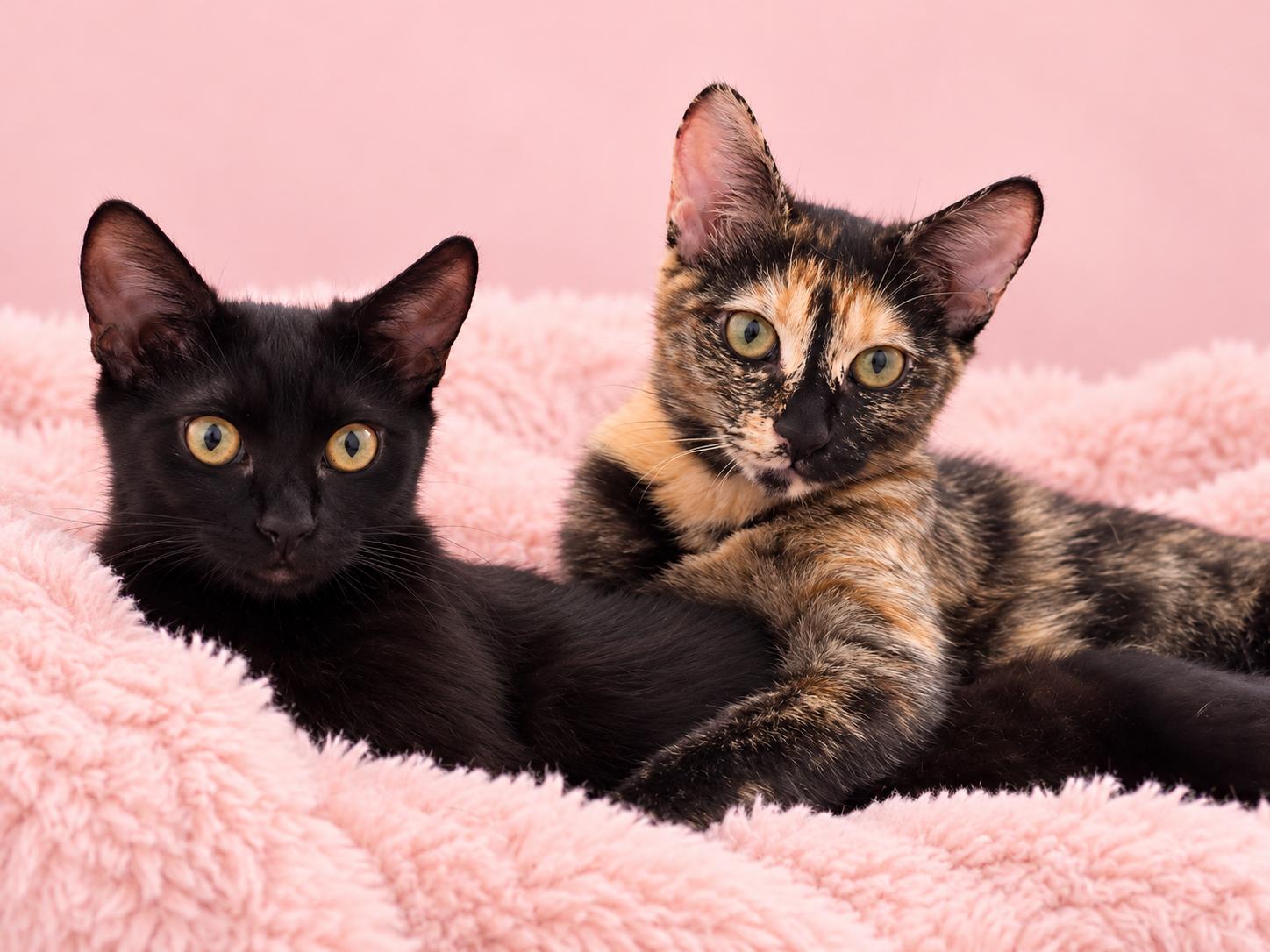 Lea & Abigail, Adoptable, Young Female Tortoiseshell.