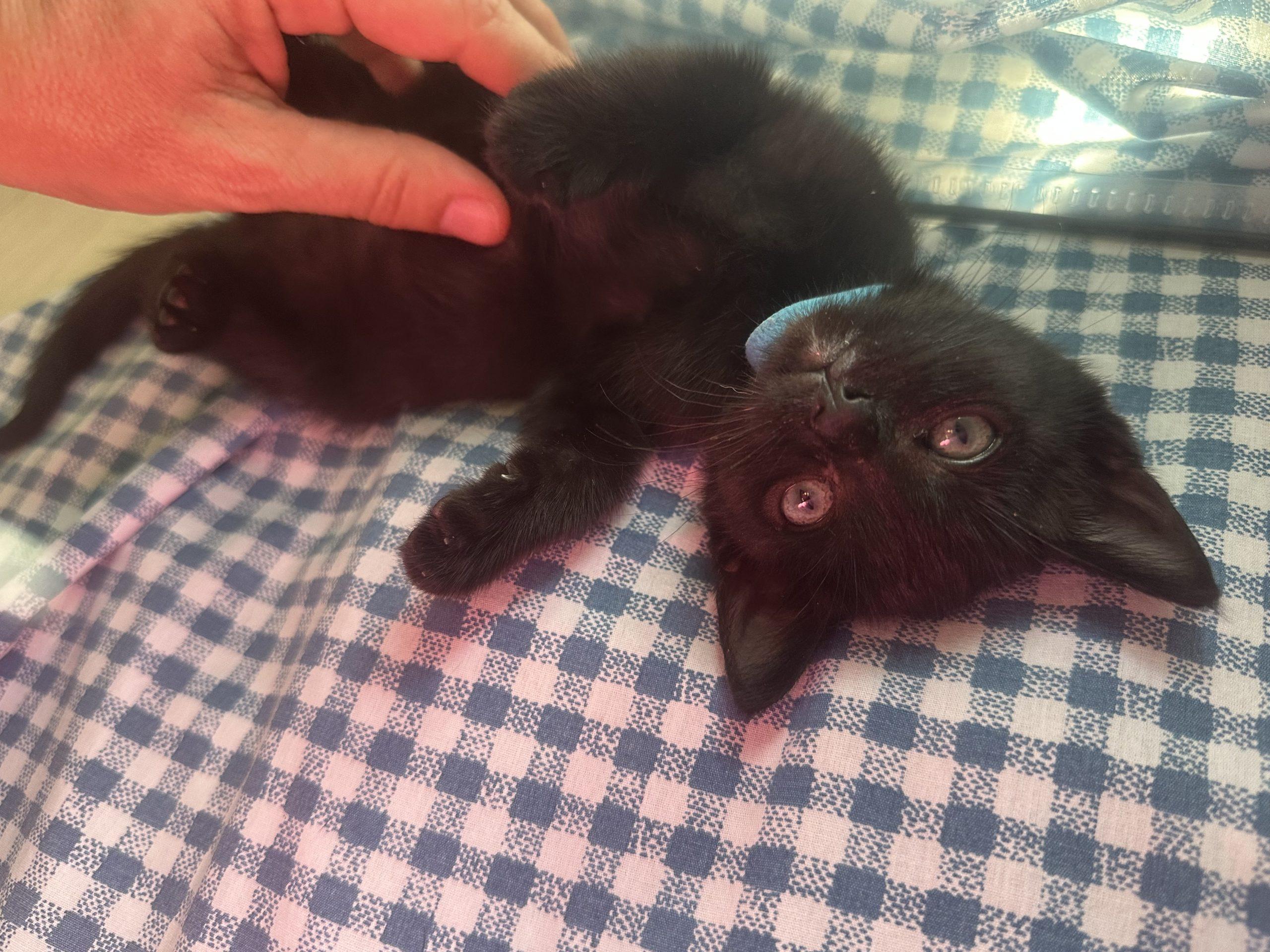 Morty, a ADOPTABLE Domestic Short Hair in Los Angeles, CA image 1/5