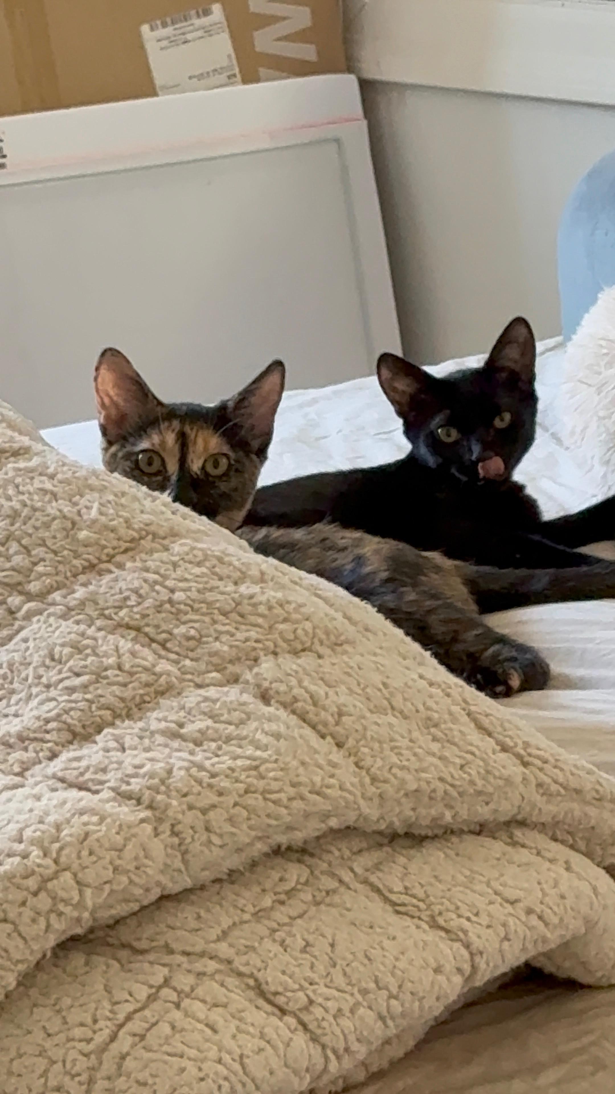Enlarge Lea & Abigail, a Adoptable Tortoiseshell in Los Angeles, CA image 4/6
