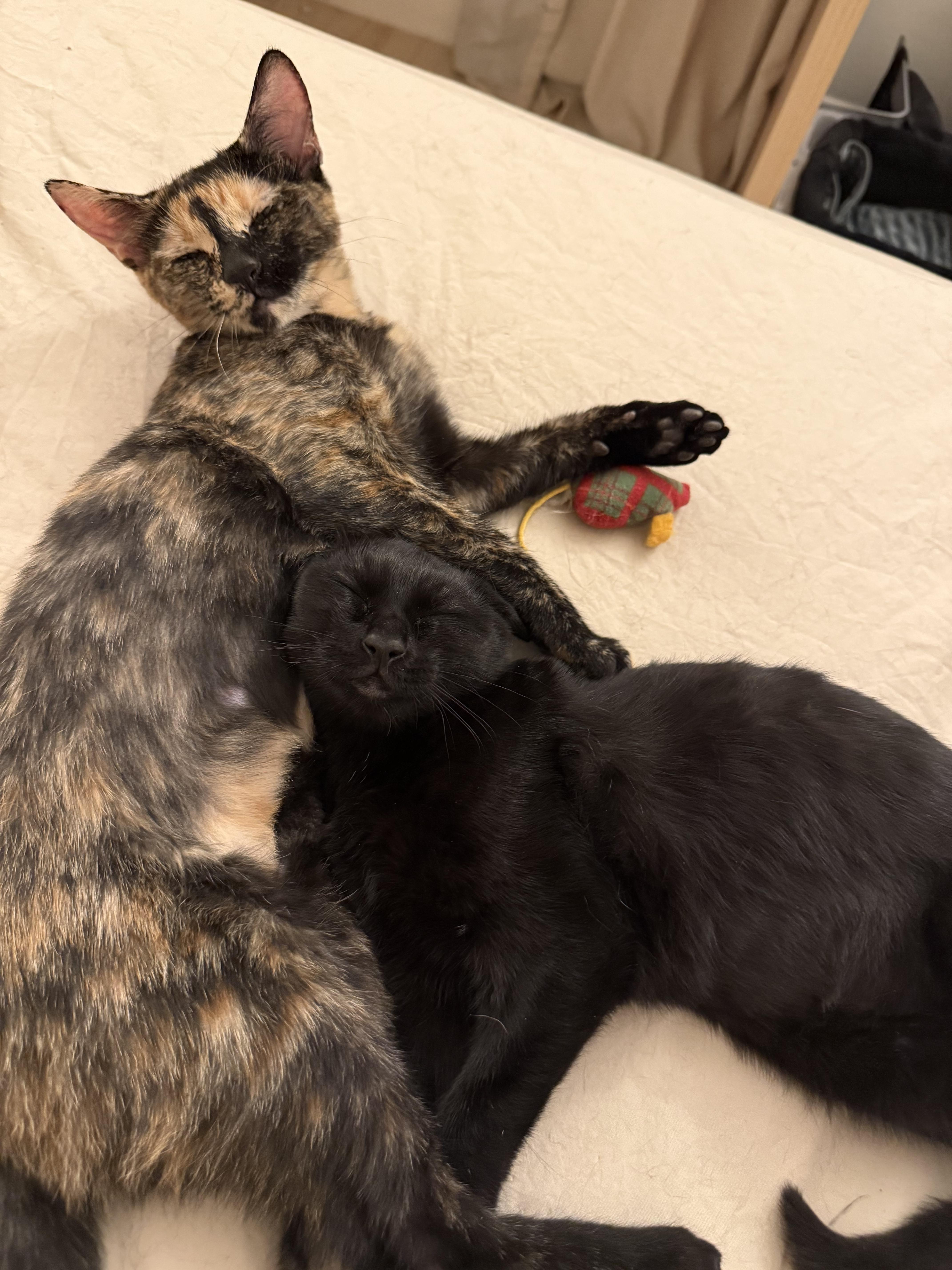 Enlarge Lea & Abigail, a Adoptable Tortoiseshell in Los Angeles, CA image 3/6