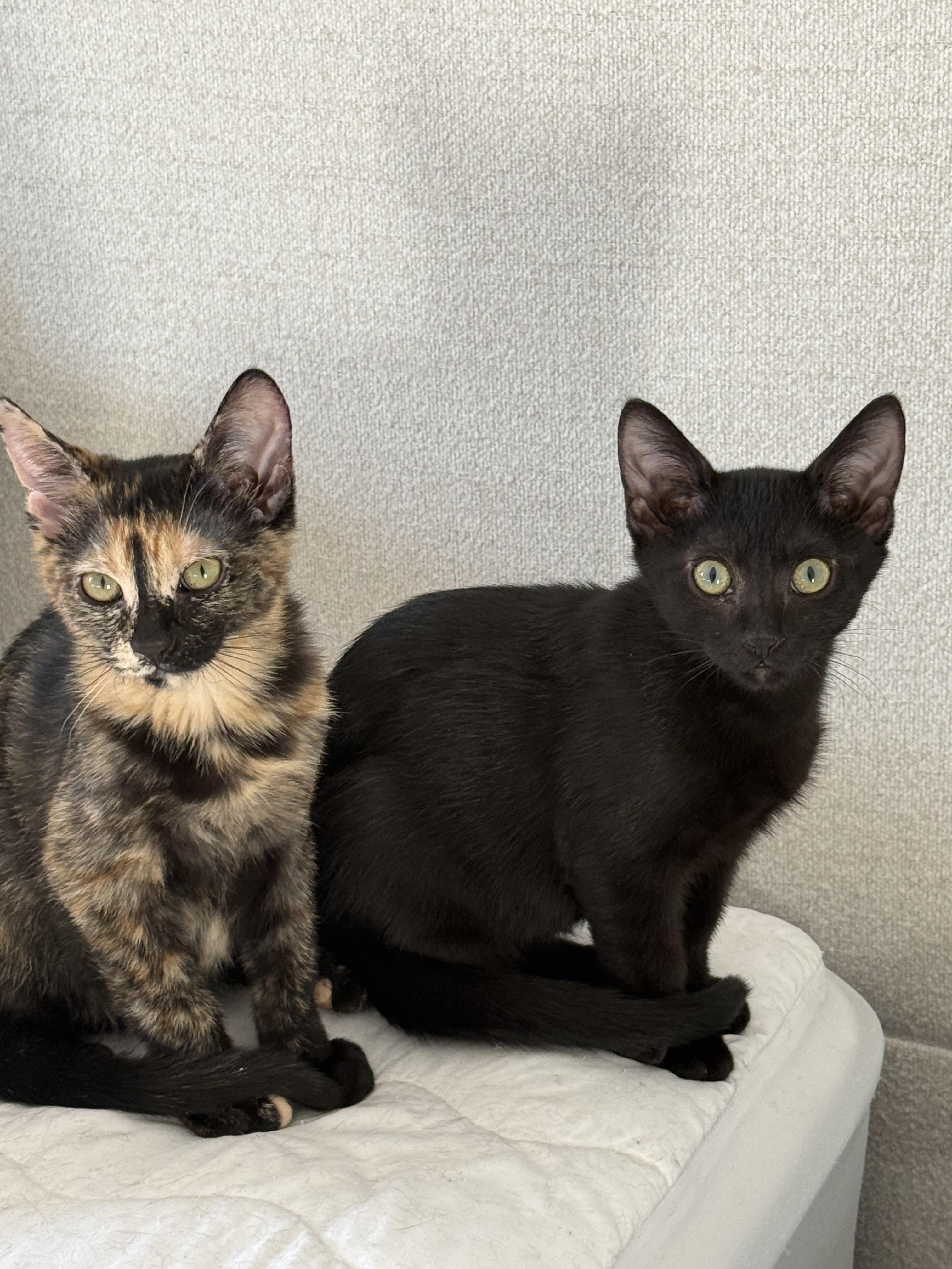 Enlarge Lea & Abigail, a Adoptable Tortoiseshell in Los Angeles, CA image 2/6