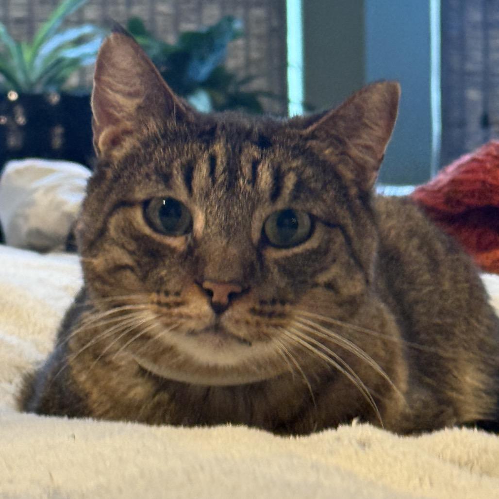 Enlarge Eli, a Adoptable Domestic Short Hair in Bountiful, UT image 1/2