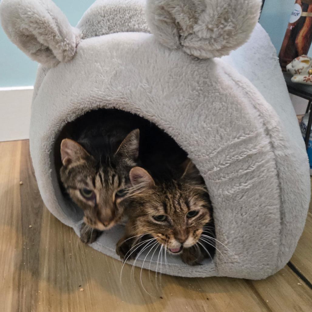 Enlarge Eli, a Adoptable Domestic Short Hair in Bountiful, UT image 2/2