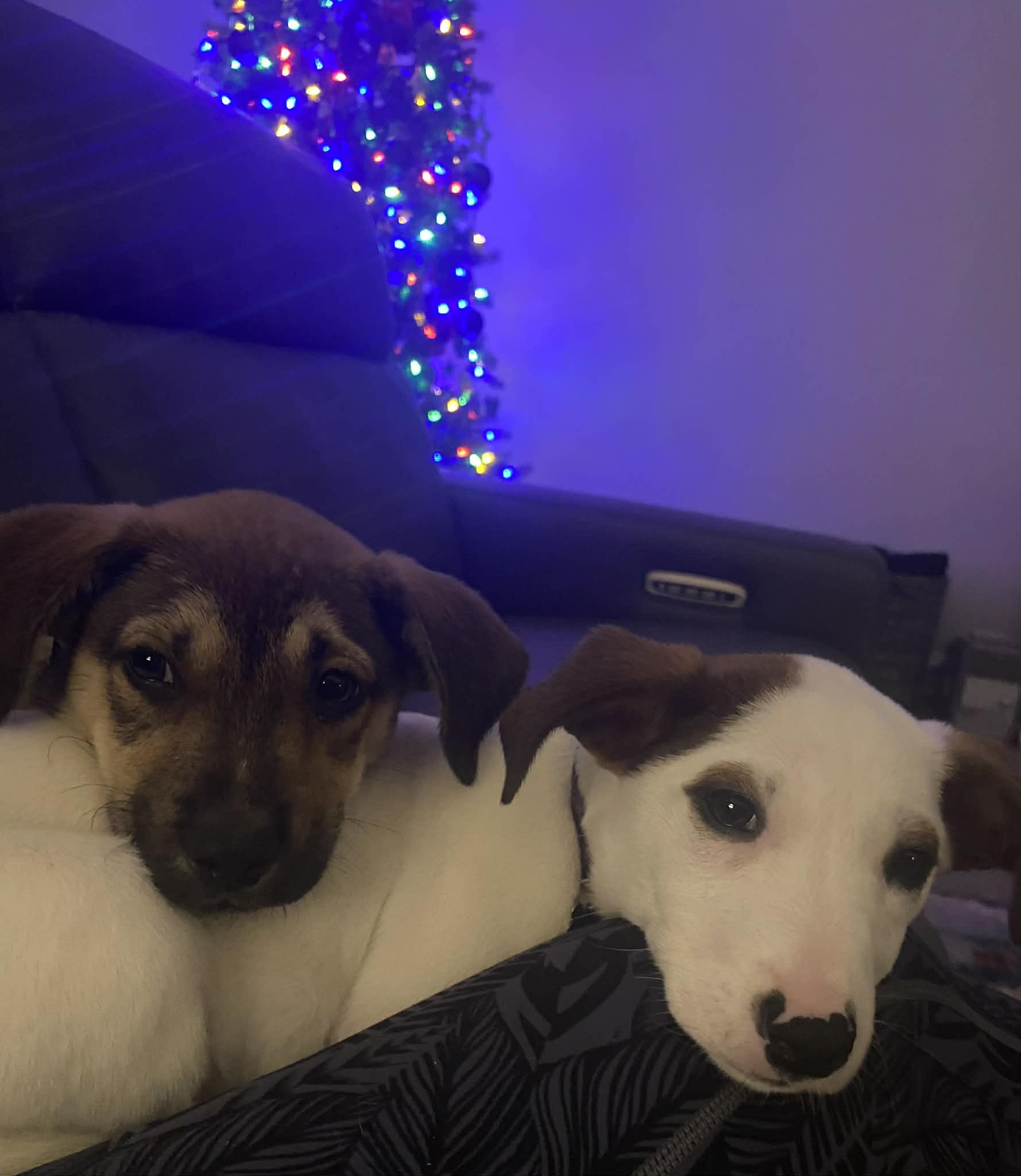 Enlarge Nola, an adopted mixed breed in Mobile, AL image 1/2