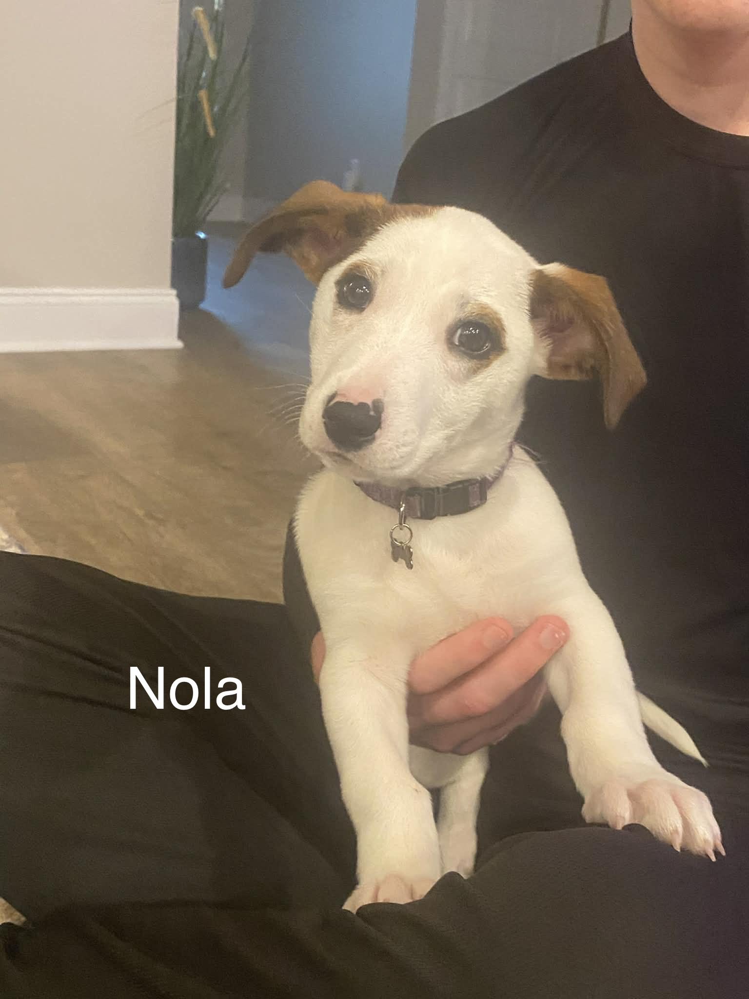 Enlarge Nola, an adopted mixed breed in Mobile, AL image 2/2