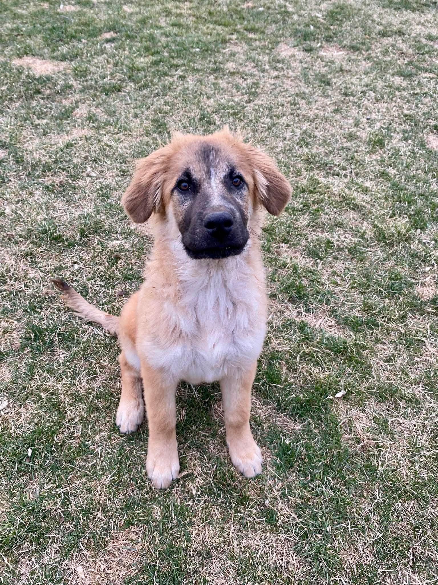 Enlarge Bullet, an adopted mixed breed in Ephrata, WA image 2/6