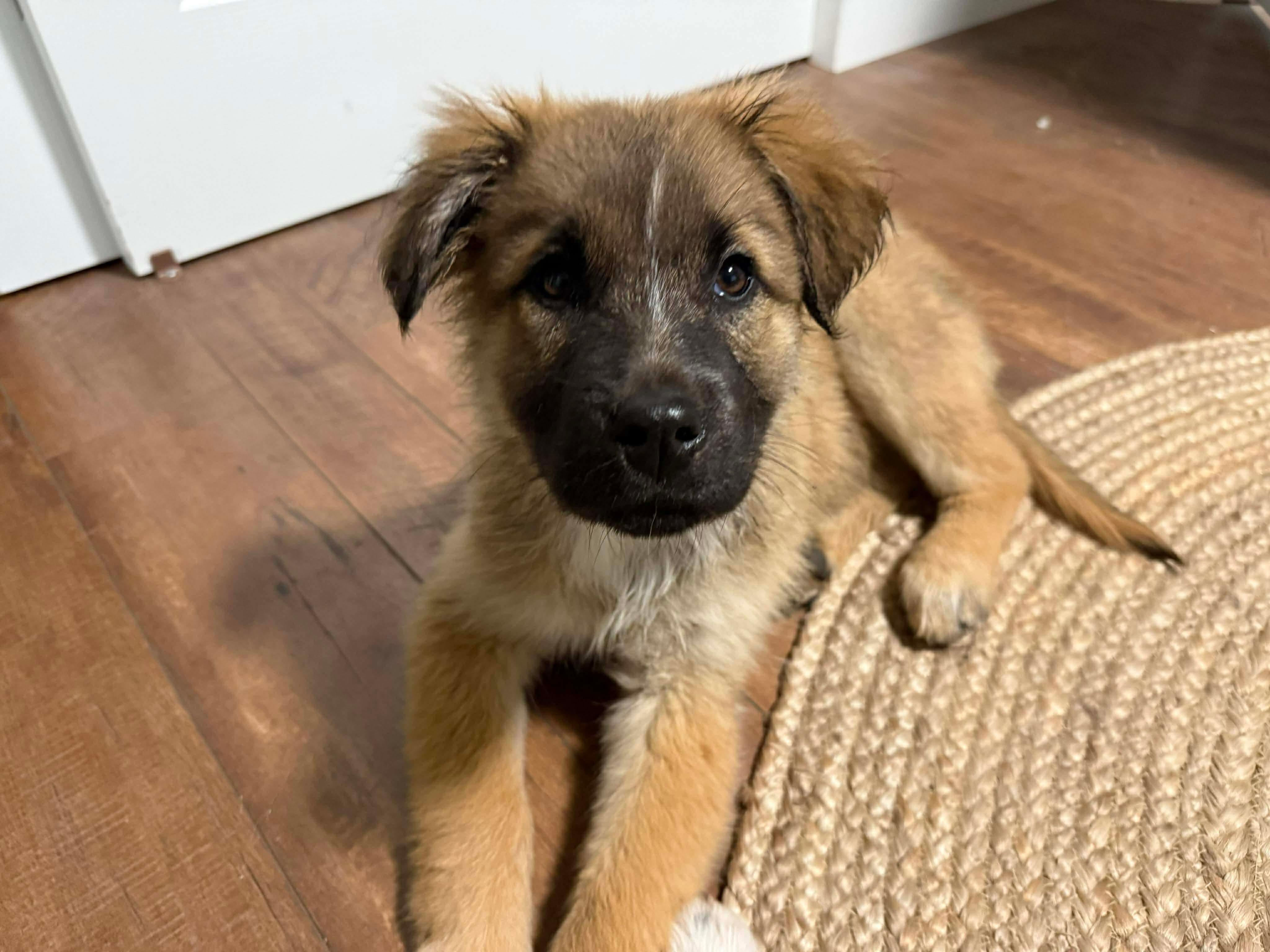 Enlarge Bullet, a ADOPTABLE mixed breed in Bonney Lake, WA image 1/4