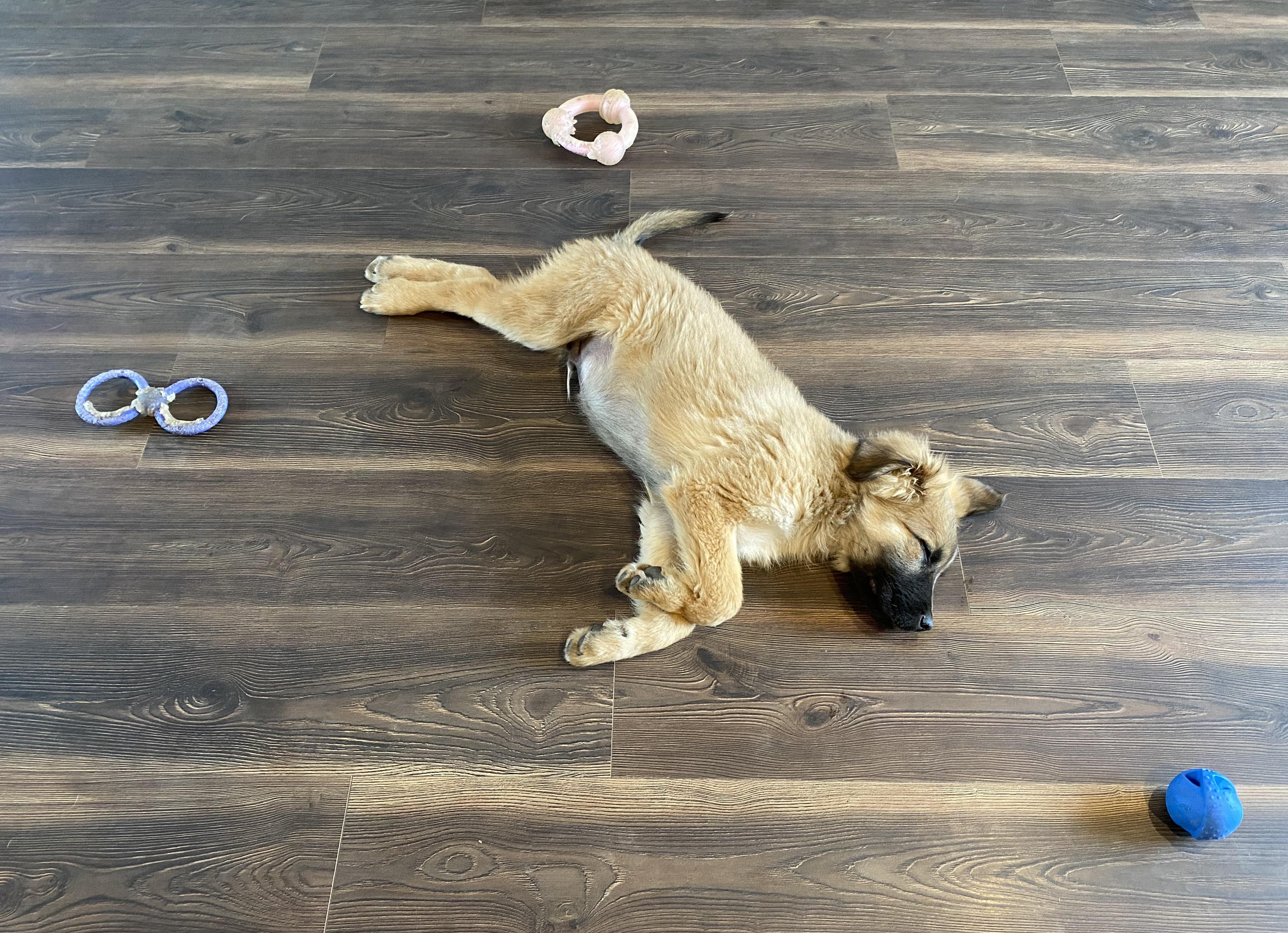 Enlarge Bullet, a ADOPTABLE mixed breed in Bonney Lake, WA image 3/4