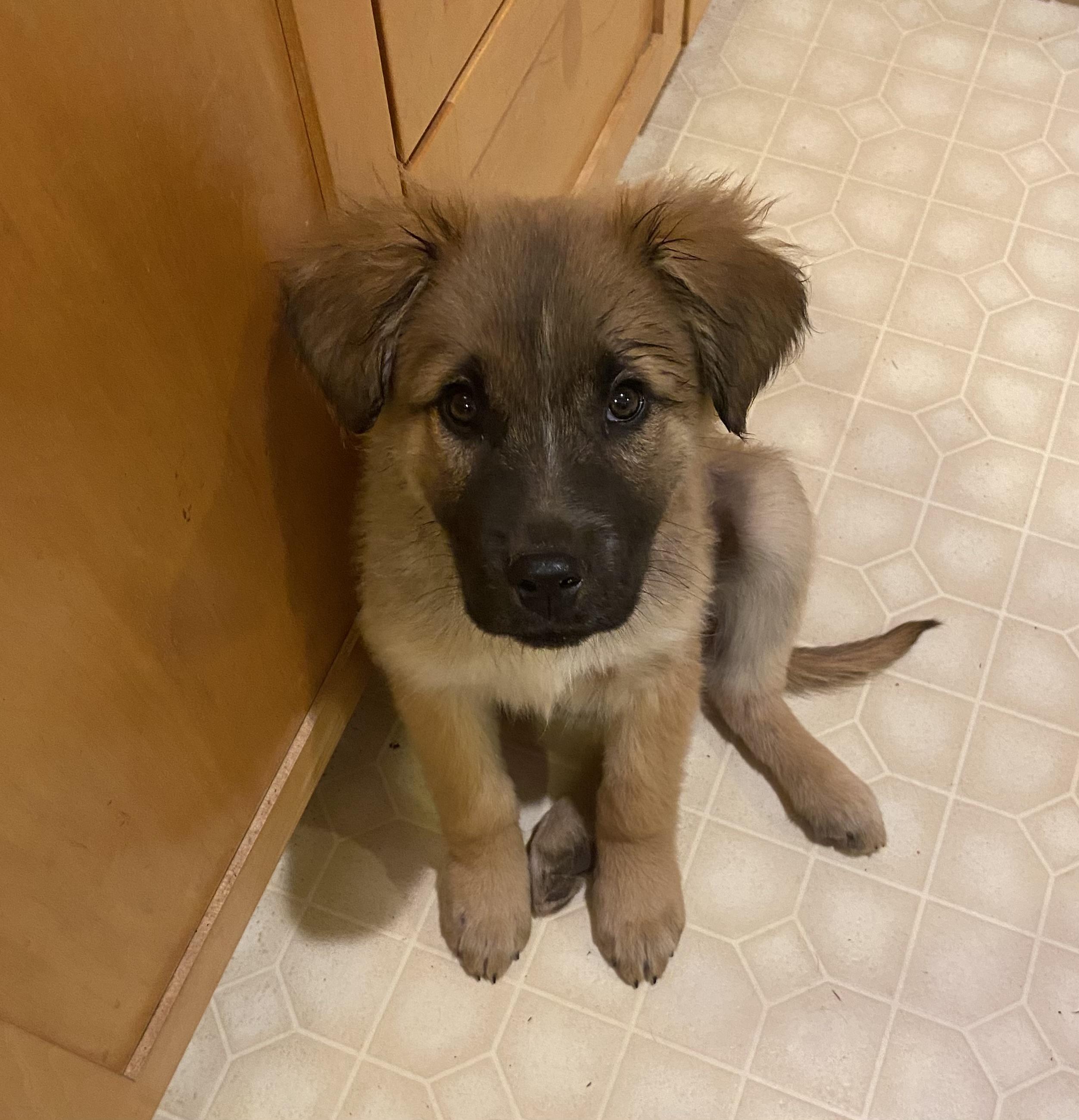 Enlarge Bullet, a ADOPTABLE mixed breed in Bonney Lake, WA image 2/4