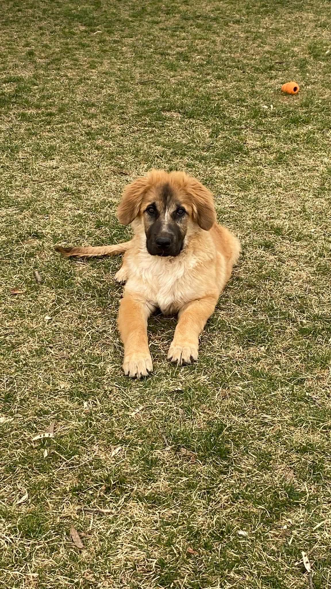 Enlarge Bullet, an adopted mixed breed in Ephrata, WA image 6/6