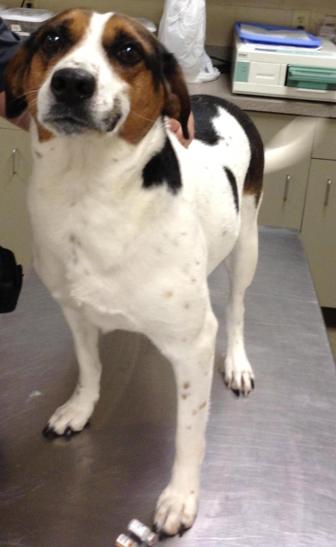 Enlarge Emma, a Adopted Beagle in Etobicoke, ON image 1/1
