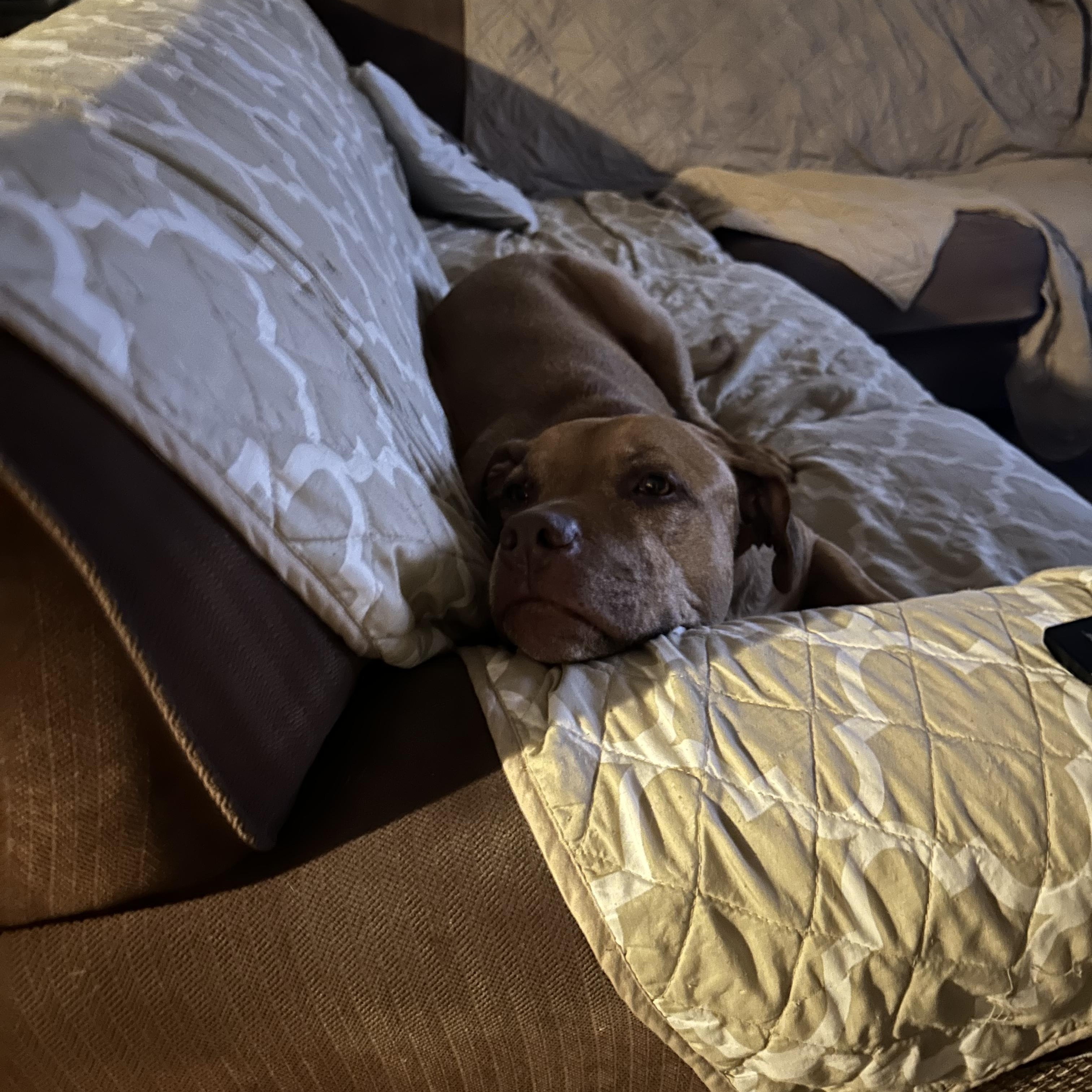 Yuji (LONGEST RESIDENT), an adoptable American Staffordshire Terrier, Labrador Retriever in Tracy, CA, 95304 | Photo Image 4