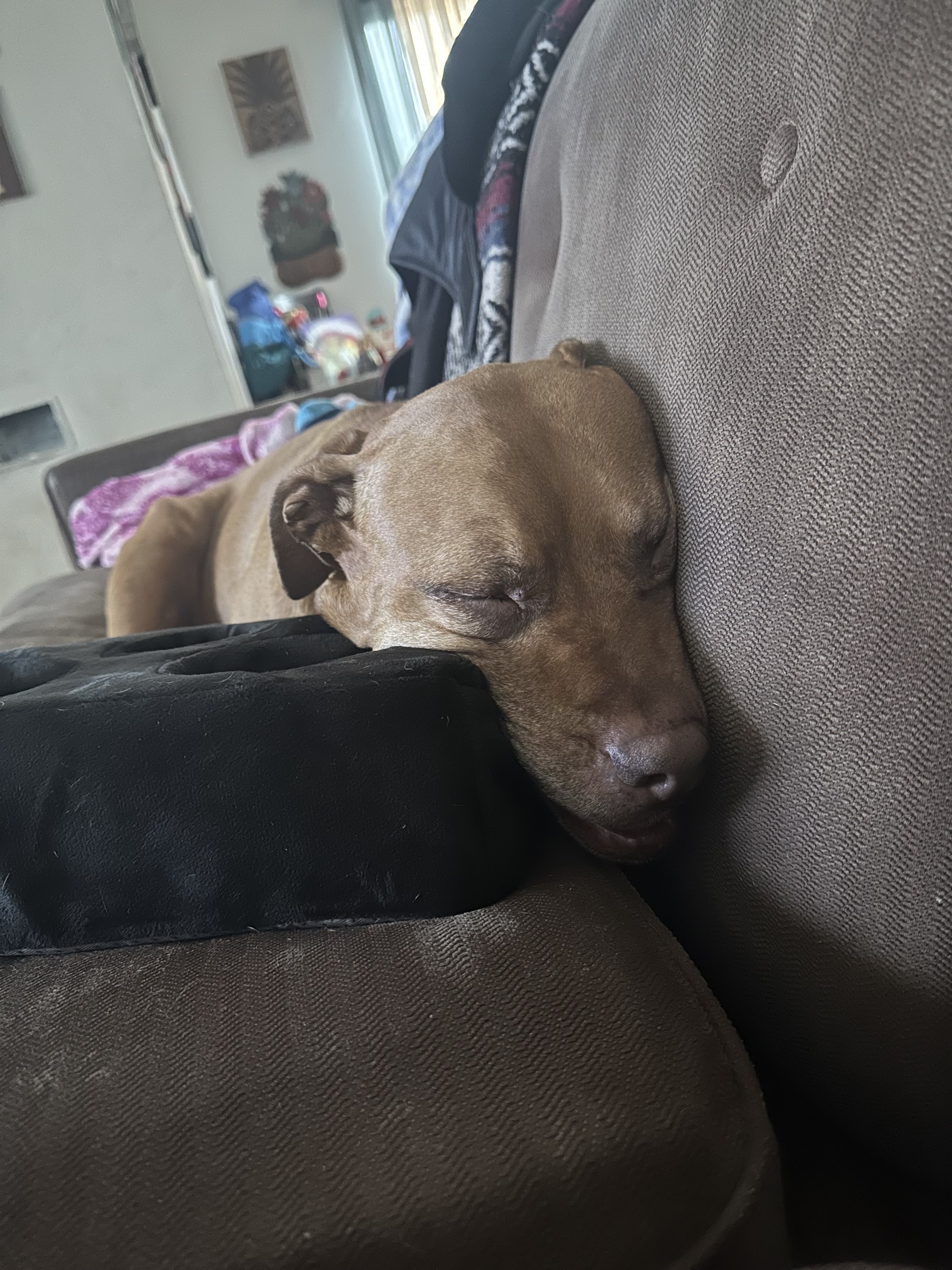 Yuji (LONGEST RESIDENT), an adoptable American Staffordshire Terrier, Labrador Retriever in Tracy, CA, 95304 | Photo Image 4