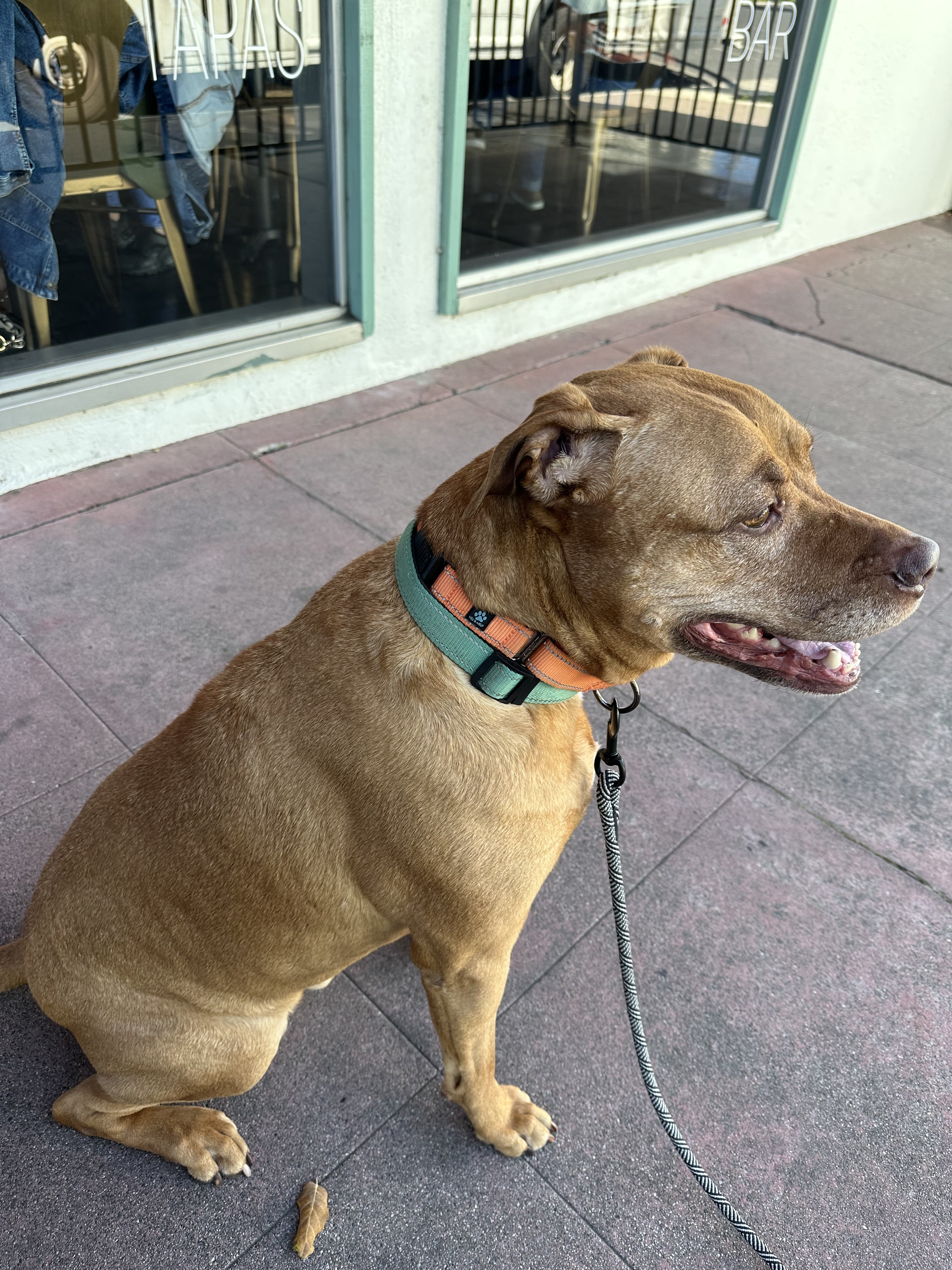 Yuji (LONGEST RESIDENT), an adoptable American Staffordshire Terrier, Labrador Retriever in Tracy, CA, 95304 | Photo Image 6