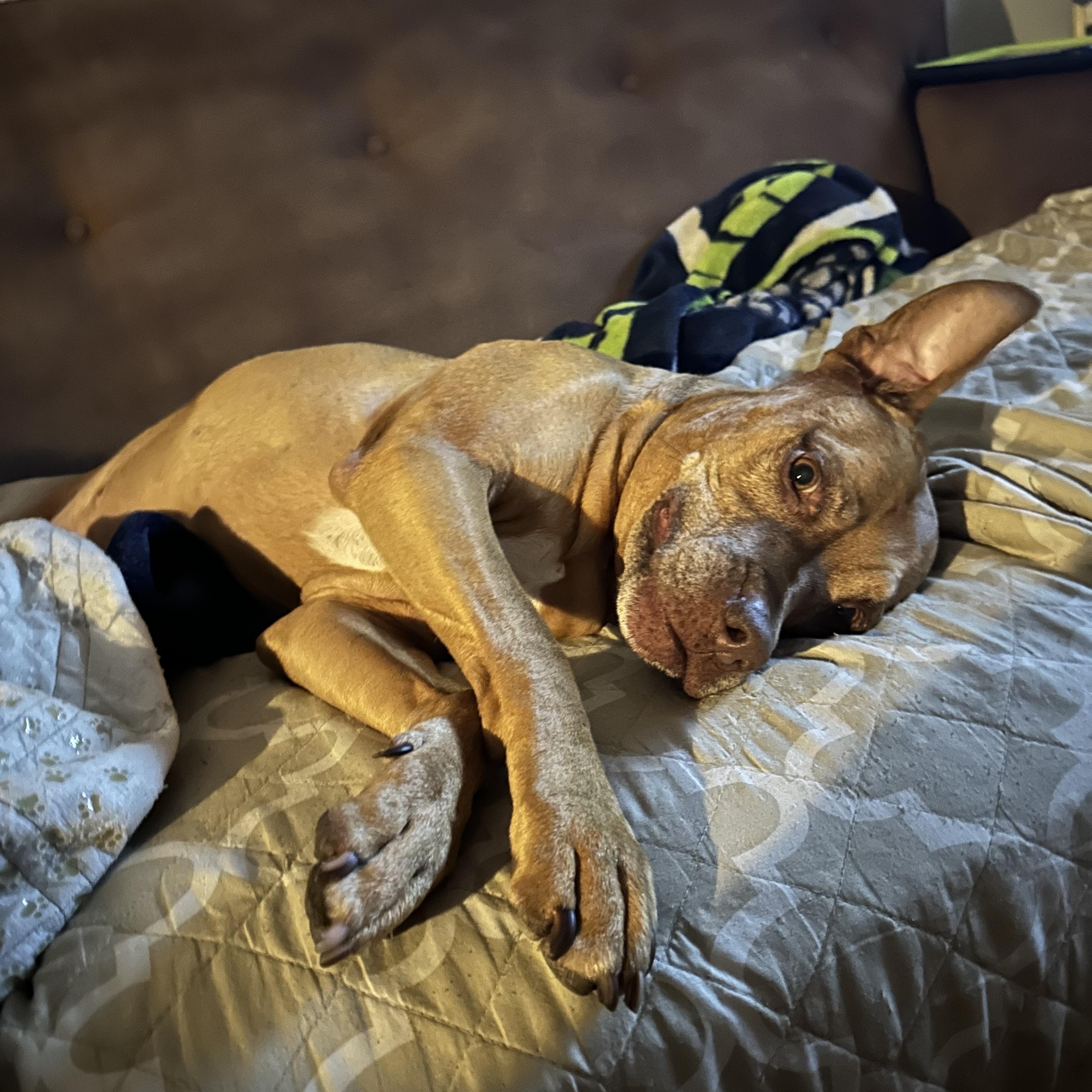 Yuji (LONGEST RESIDENT), an adoptable American Staffordshire Terrier, Labrador Retriever in Tracy, CA, 95304 | Photo Image 1