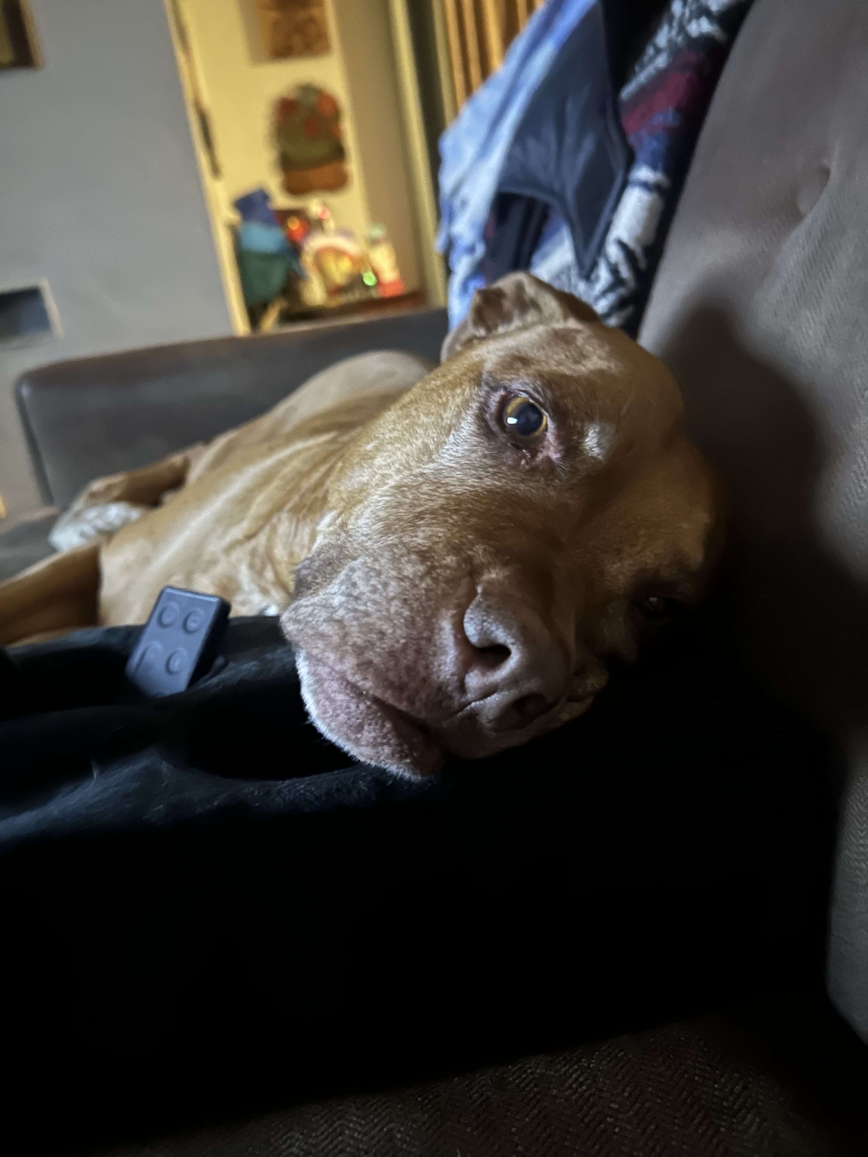 Yuji (LONGEST RESIDENT), an adoptable American Staffordshire Terrier, Labrador Retriever in Tracy, CA, 95304 | Photo Image 7
