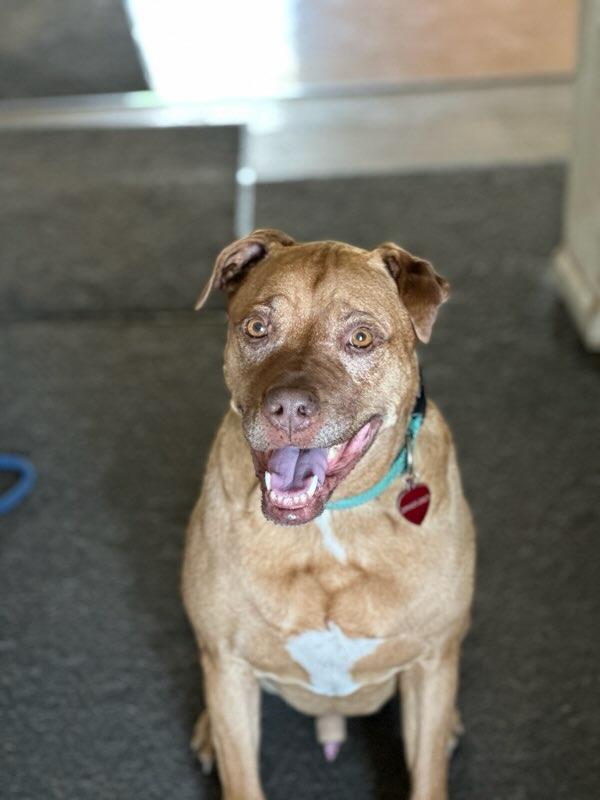 Yuji (LONGEST RESIDENT), an adoptable American Staffordshire Terrier, Labrador Retriever in Tracy, CA, 95304 | Photo Image 9