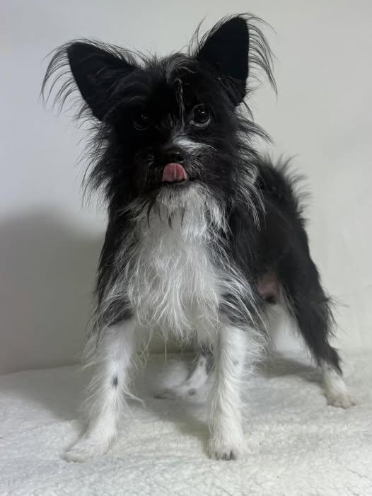 Enlarge Spunky, a ADOPTABLE mixed breed in New Stanton, PA image 1/1