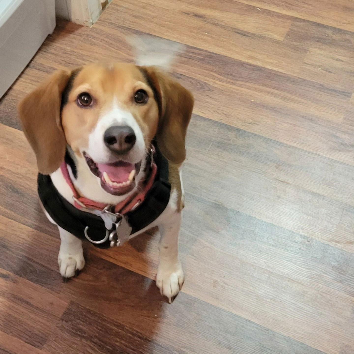 Enlarge Junior Gnocchi, a Adoptable Beagle in Las Vegas, NV image 3/3