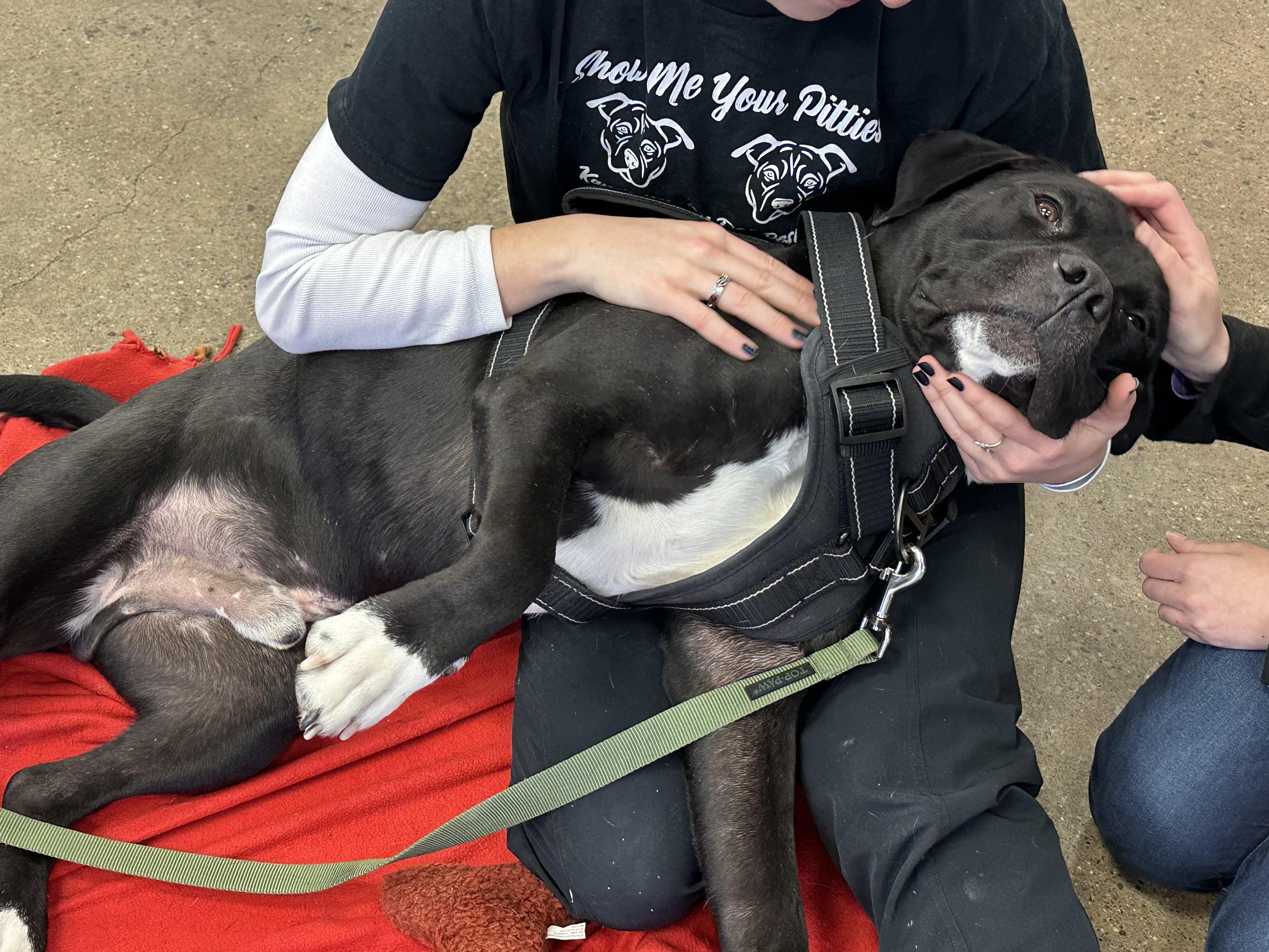 Goose, Adopted, Adult Male Rottweiler & Mixed Breed.