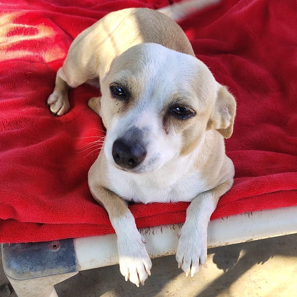 Cena, Adoptable, Young Female Chihuahua.