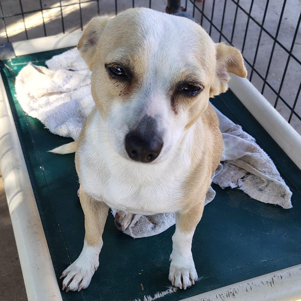 Cena, a Adoptable mixed breed in West Islip, NY image 2/2