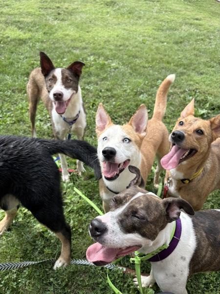 Vines, Adoptable, Young Female Pit Bull Terrier.