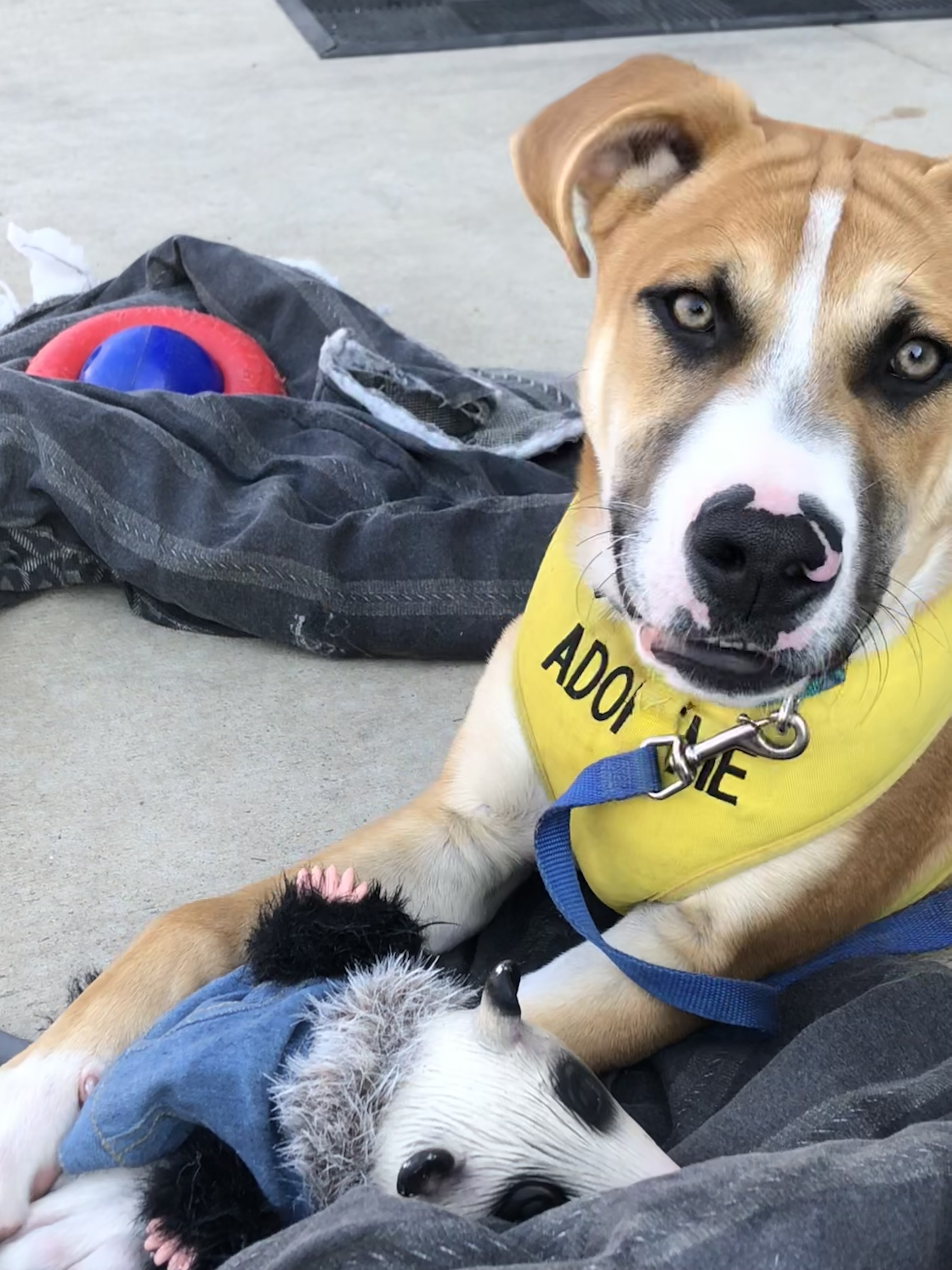 Target, Adoptable, Young Male Boxer & Black Mouth Cur.