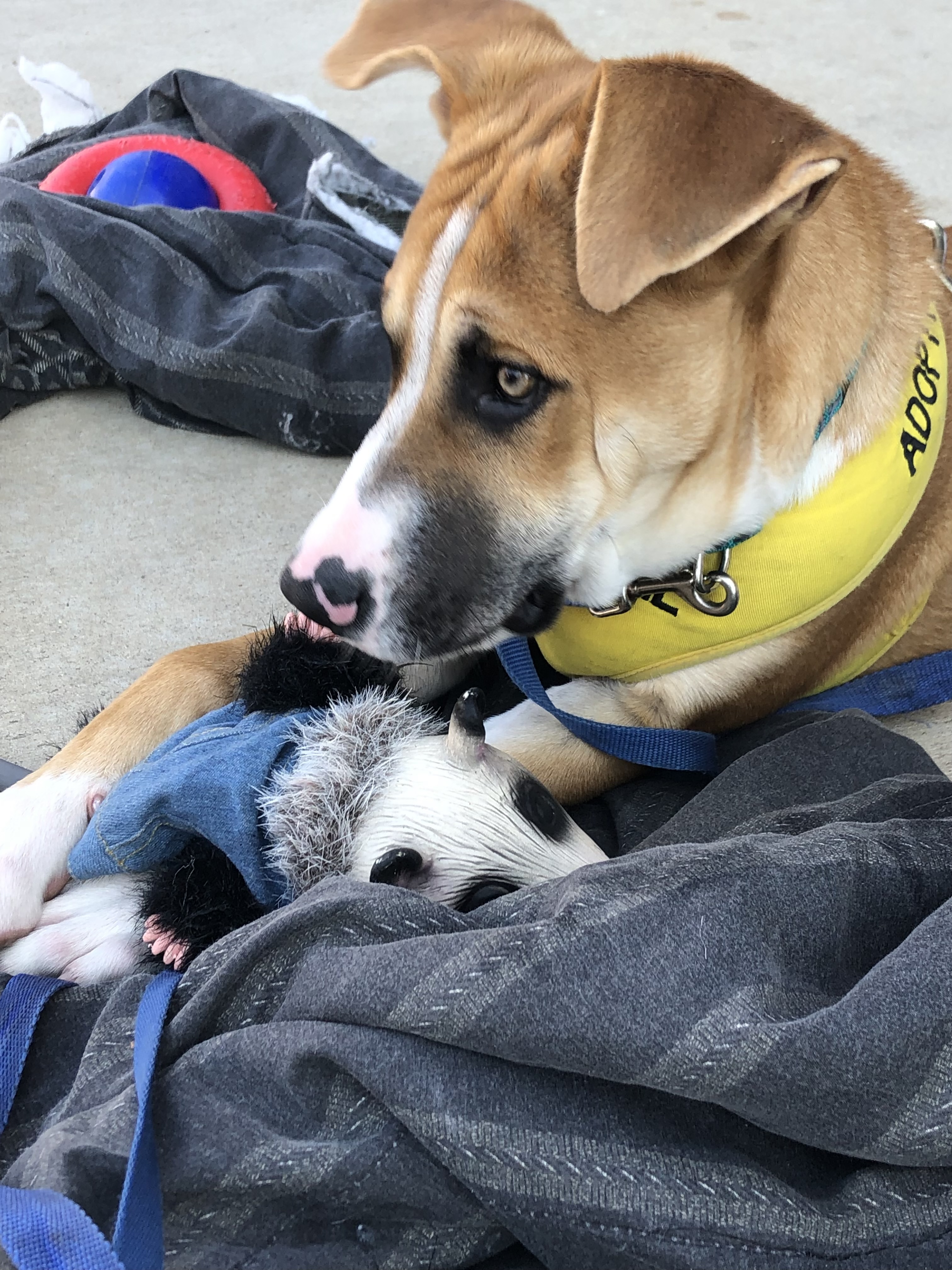 Enlarge Target, a Adoptable mixed breed in Cherokee Village, AR image 2/2