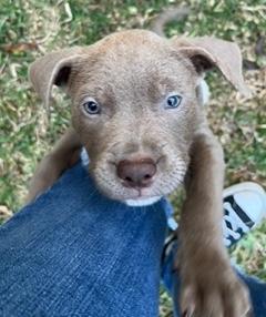 Enlarge Merlot, an adopted mixed breed in Longwood, FL image 2/4