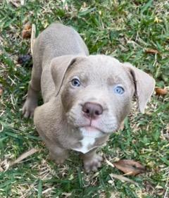 Enlarge Merlot, an adopted mixed breed in Longwood, FL image 4/4