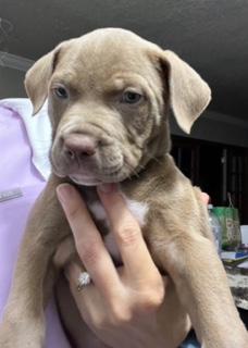 Enlarge Merlot, a ADOPTABLE mixed breed in Longwood, FL image 1/3