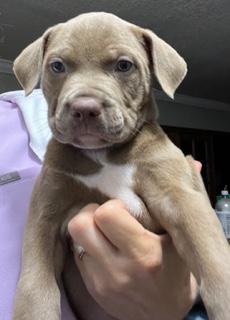 Enlarge Merlot, a ADOPTABLE mixed breed in Longwood, FL image 3/3