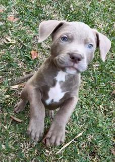 Enlarge Merlot, an adopted mixed breed in Longwood, FL image 1/4