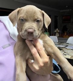 Enlarge Merlot, a ADOPTABLE mixed breed in Longwood, FL image 2/3