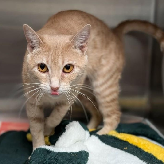 Enlarge Hazel , a other Domestic Short Hair in Springfield, IL image 3/4