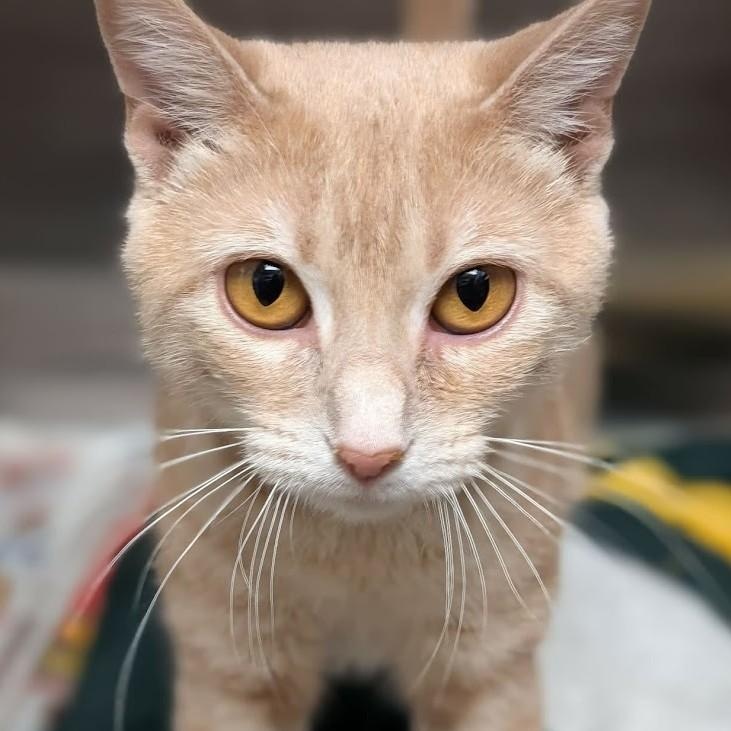 Enlarge Hazel , a other Domestic Short Hair in Springfield, IL image 1/4