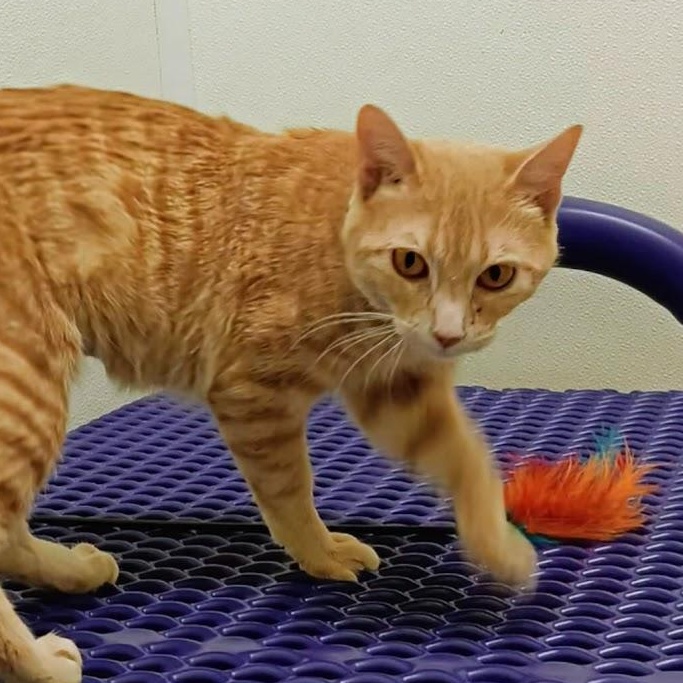 Enlarge Hazel , a other Domestic Short Hair in Springfield, IL image 2/4